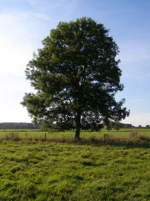 Ash_Tree_-_geograph.org_.uk_-_590710-3lELpN.jpg